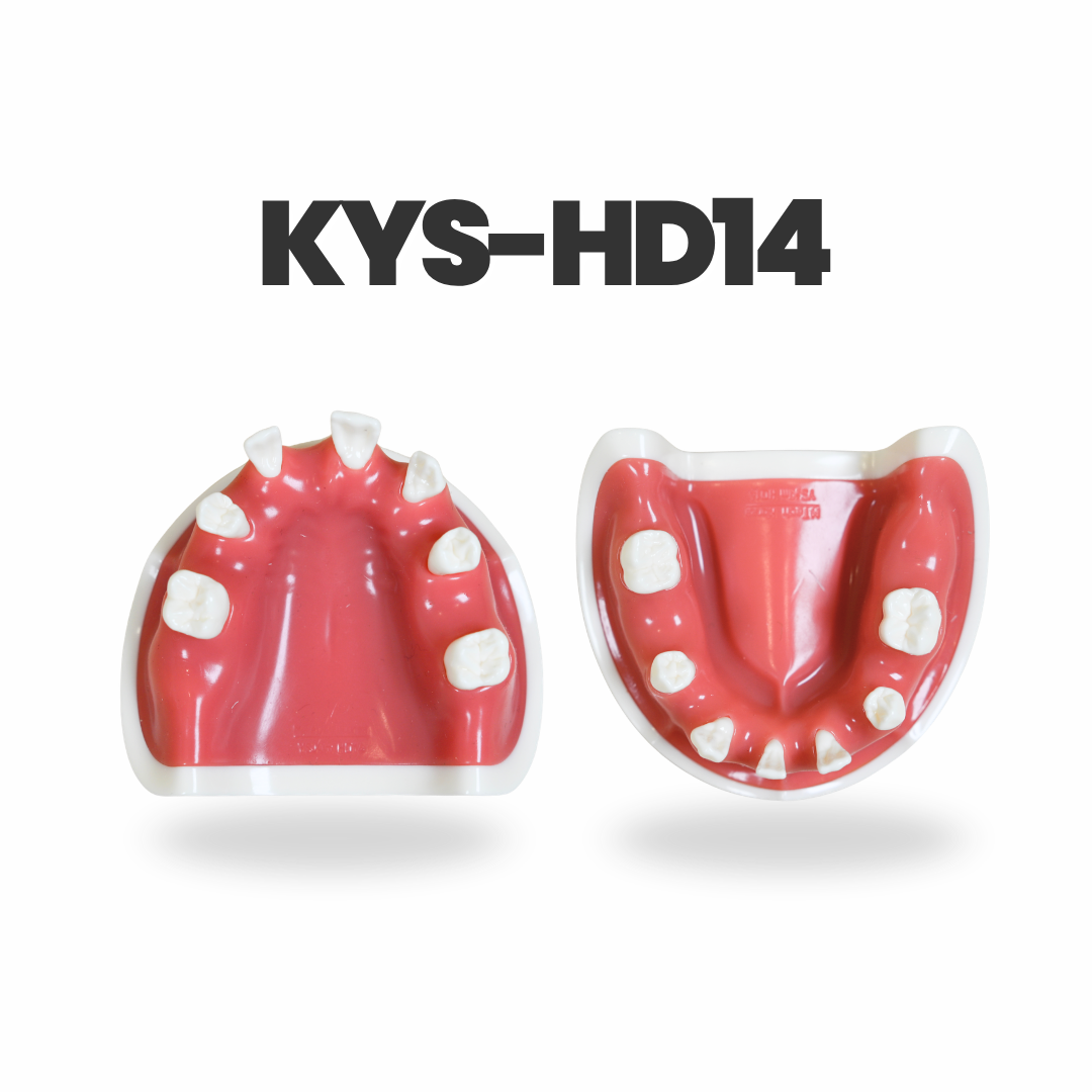 Implant Training Model Series by Dr. Youngsam Kim