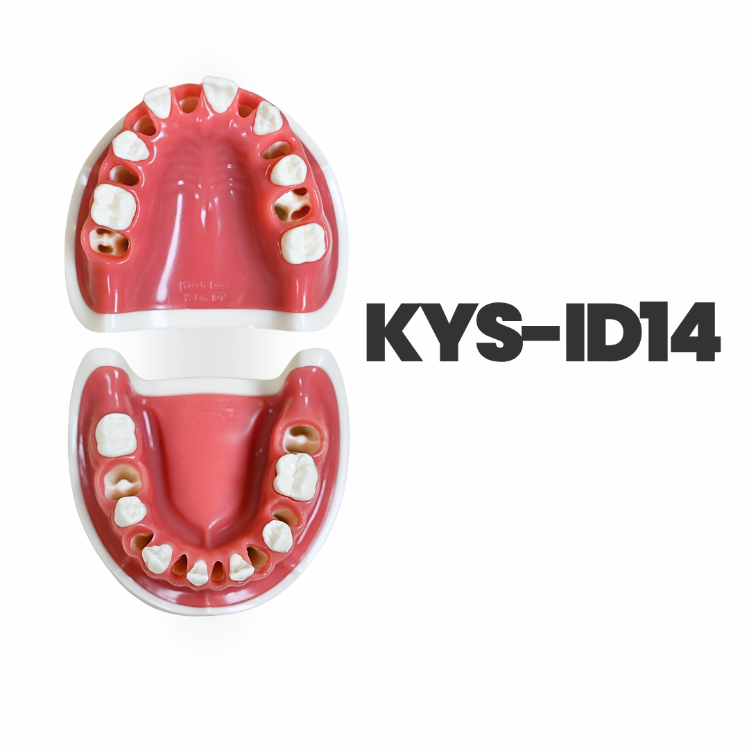 Implant Training Model Series by Dr. Youngsam Kim